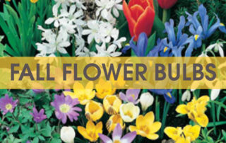 Tom-Wat Fall Flower Bulb Fundraiser